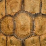 Para Biodesign aplicado à arquitetura, trata-se de uma abordagem inovadora que integra princípios e processos da natureza no