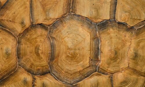 Para Biodesign aplicado à arquitetura, trata-se de uma abordagem inovadora que integra princípios e processos da natureza no